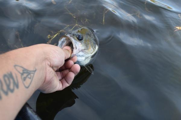 photo of a Australian Bass being released into the water