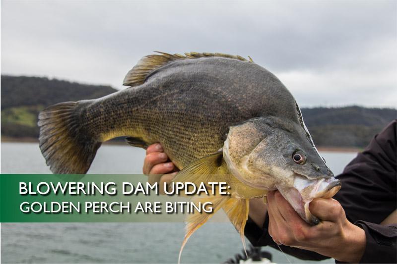 Blowering Dam Update: Golden perch are biting
