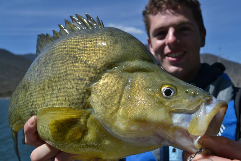 Fishing for Golden Perch in Dams Pt1 – Location