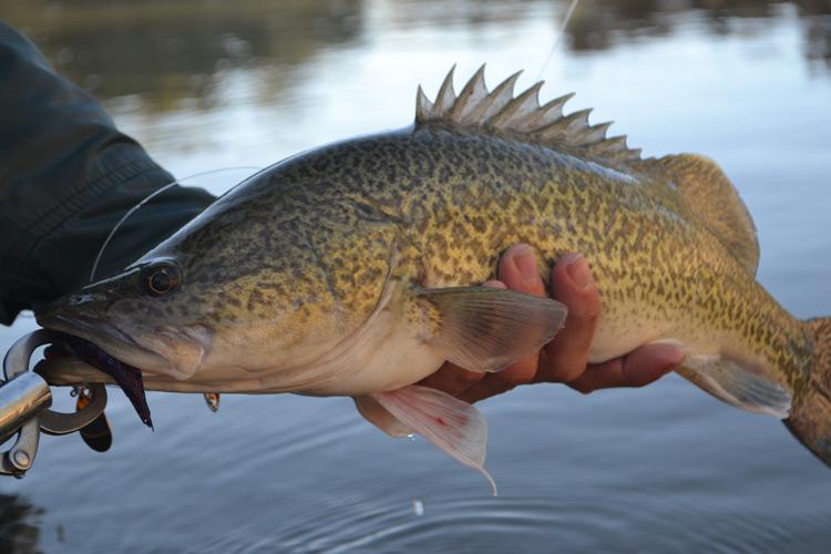 About Murray Cod