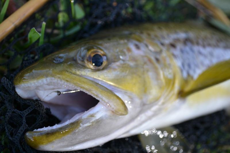 Brown & Rainbow Trout Profile
