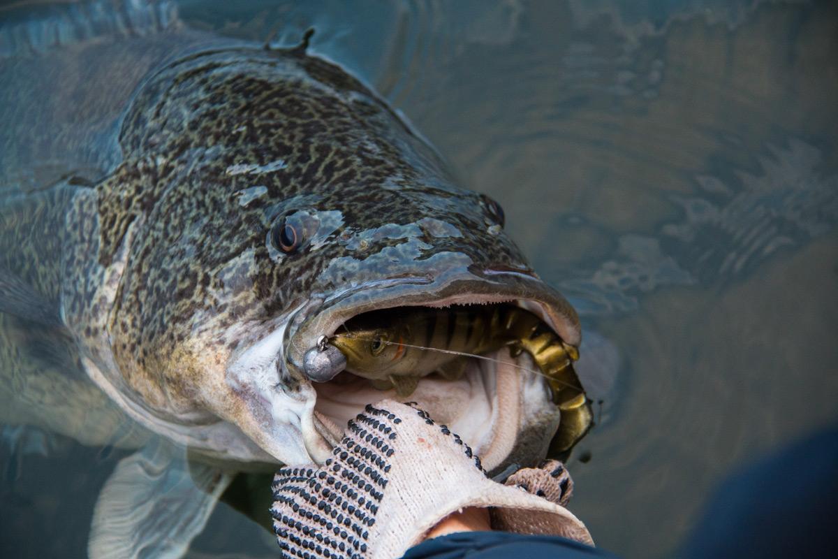 Soft Plastics for Murray Cod: Discovering a New Weapon