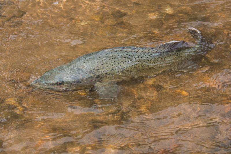 Industry Talk Introduction – Trout Cod Opening in Talbingo Dam