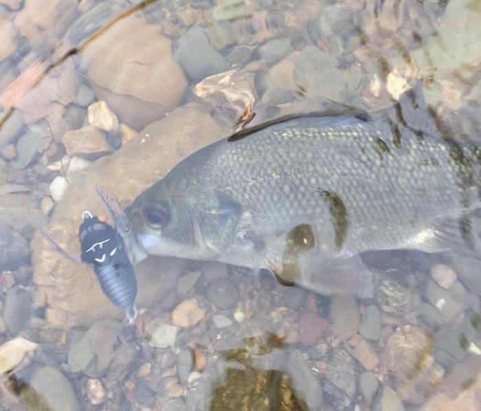 Bass in Small Streams