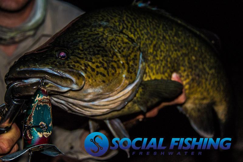 Hungry or Territorial? Why do Cod feed?