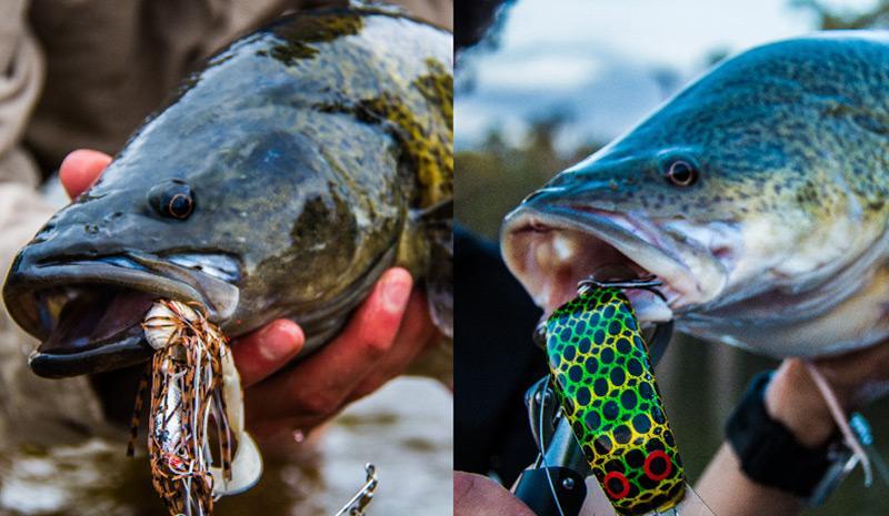 Spinnerbait V Hardbody: Vote on your favourite!