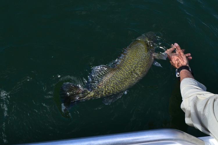 Murray cod closed season removed at Lake Eildon