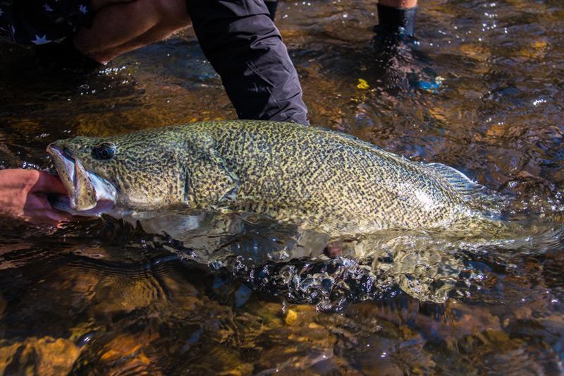Top 4 Tips for Targeting Winter Murray Cod