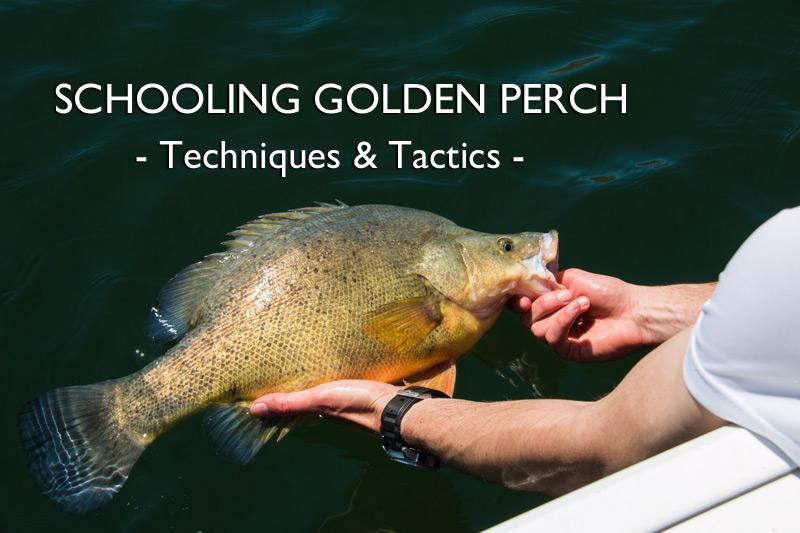 Schooling Golden Perch – Techniques and Tactics