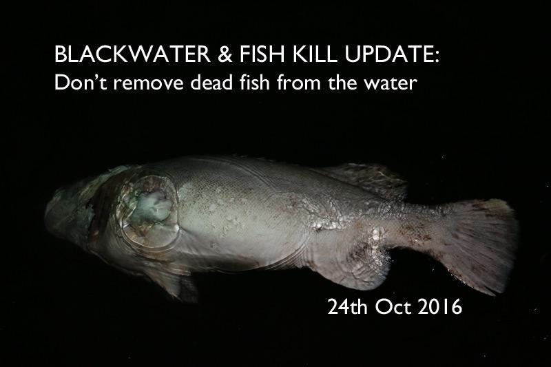 Blackwater & Fish Kill Update: Don’t remove dead fish from the water