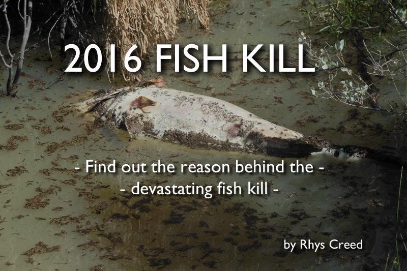 2016 Fish Kill – Find out the reason behind the devastating fish kill