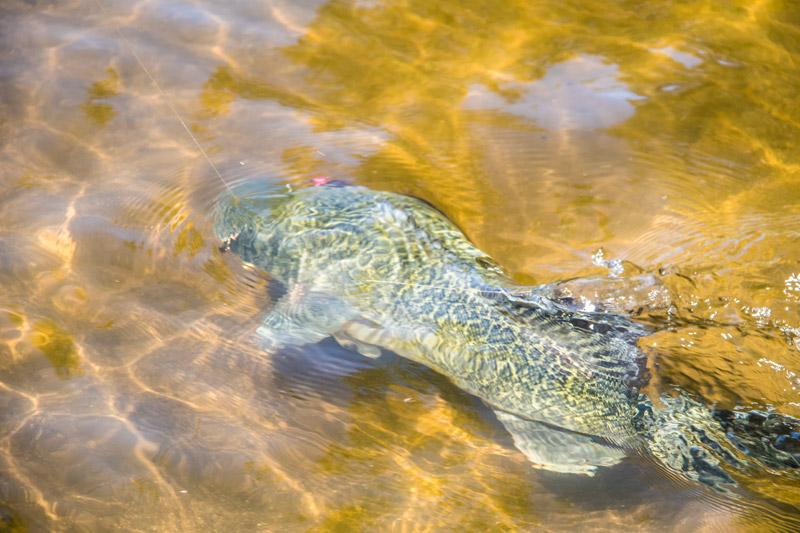 River Closure: During Murray Cod close season?