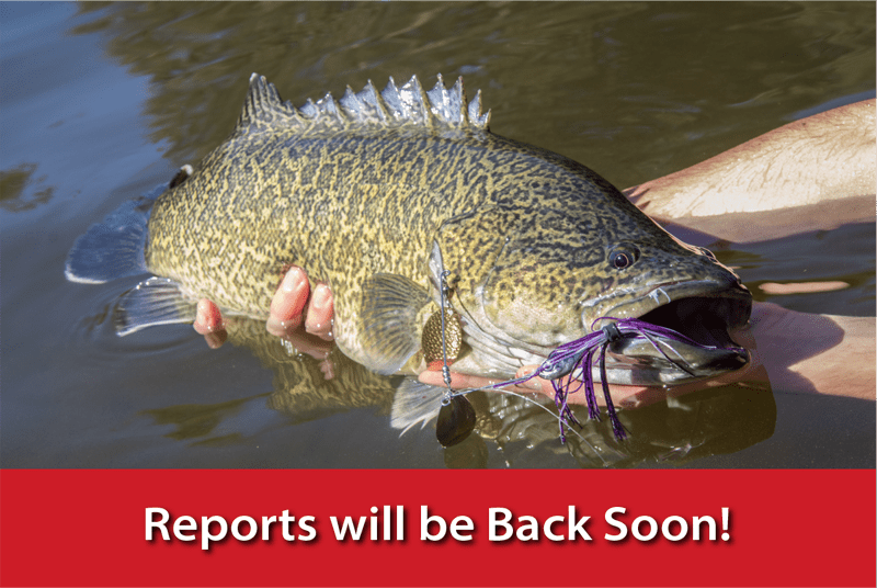 Reports will be Back Soon!