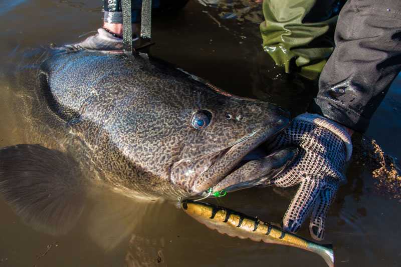 Murray Cod Closed Season Lifted in Blowering Dam