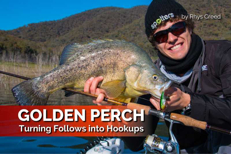 Golden Perch – Turning Follows into Hookups
