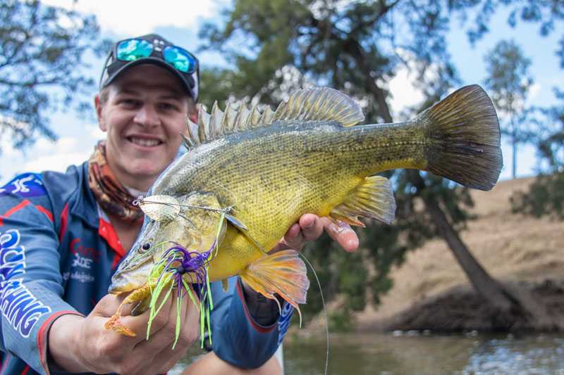 Golden Perch on the Murrumbidgee River