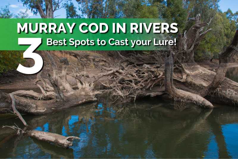 Murray Cod in Rivers – 3 Best Spots to Cast your Lure!