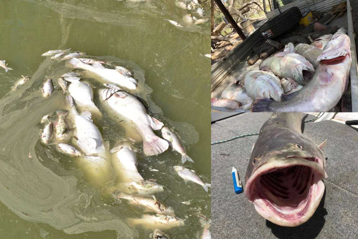Darling River Fish Kill 2019 – What has happened?