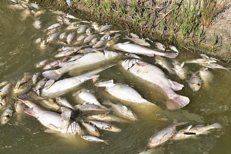 Oh My Darling – words from a heartbroken angler