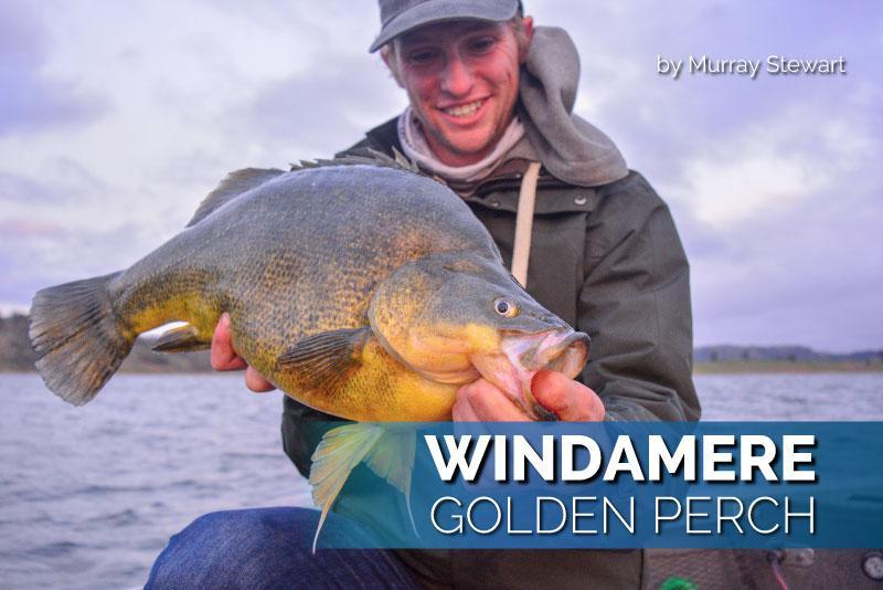 Windamere Golden Perch