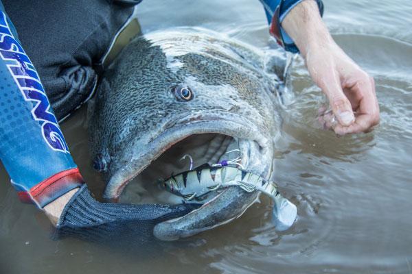 big murray cod with a soft plastic
