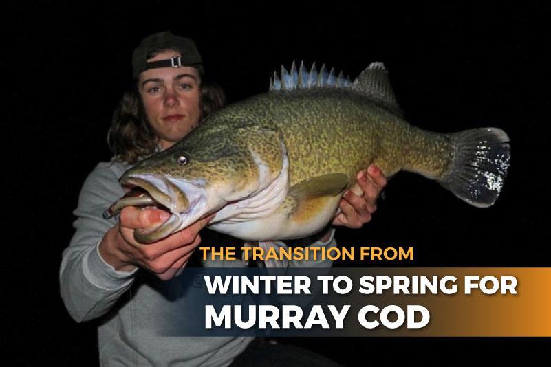 The Transition from Winter to Spring for Murray cod