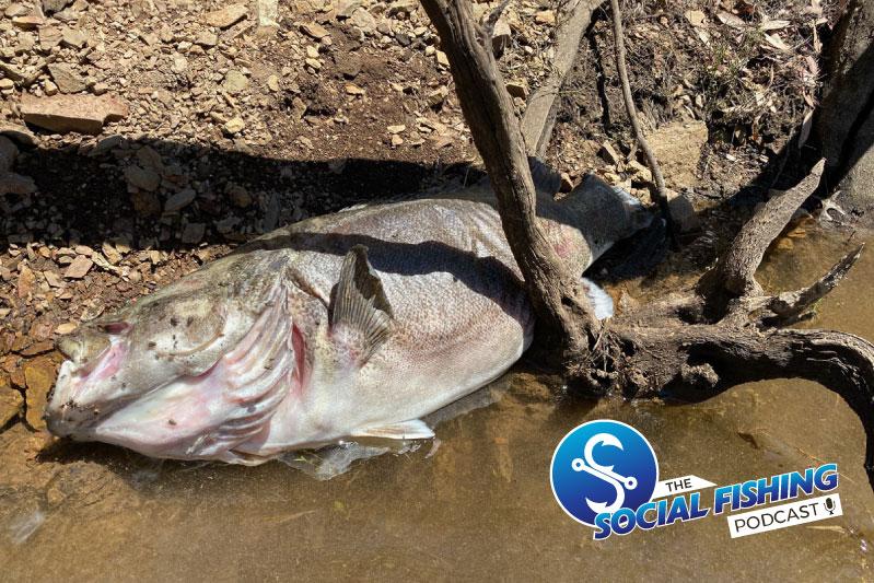 Ep 20 – Massive Murray Cod Deaths in Blowering Dam – Why have they died? With Rhys Creed