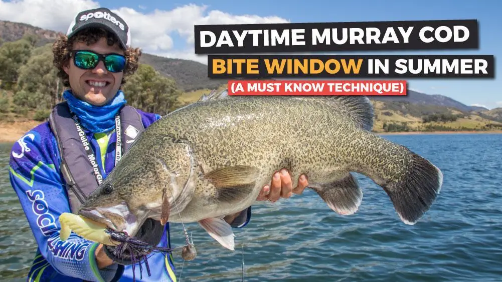 Daytime Murray Cod ‘Bite Window’ in Summer (A Must Know Technique)